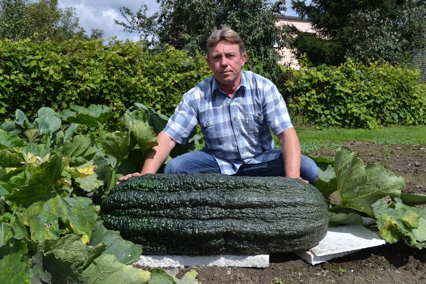 Gigantyczne warzywa w Raciborzu