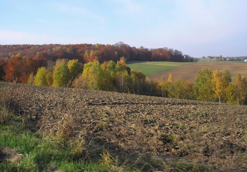 Gleby w Polsce. 90 proc. powierzchni kraju to grunty rolne i leśne. Na mieszkańca przypada prawie hektar ziemi