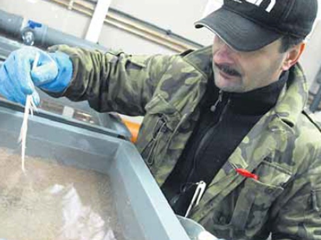 Krzysztof Dziemianko, pracownik ośrodka PZW, kontroluje wylęgarnię,w kórej już inkubuje się ikra ze sztucznego tarła troci i pstrągów.