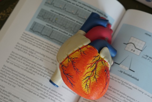 Zastawka serca jest strukturą, która gwarantuje jednokierunkowy przepływ krwi.