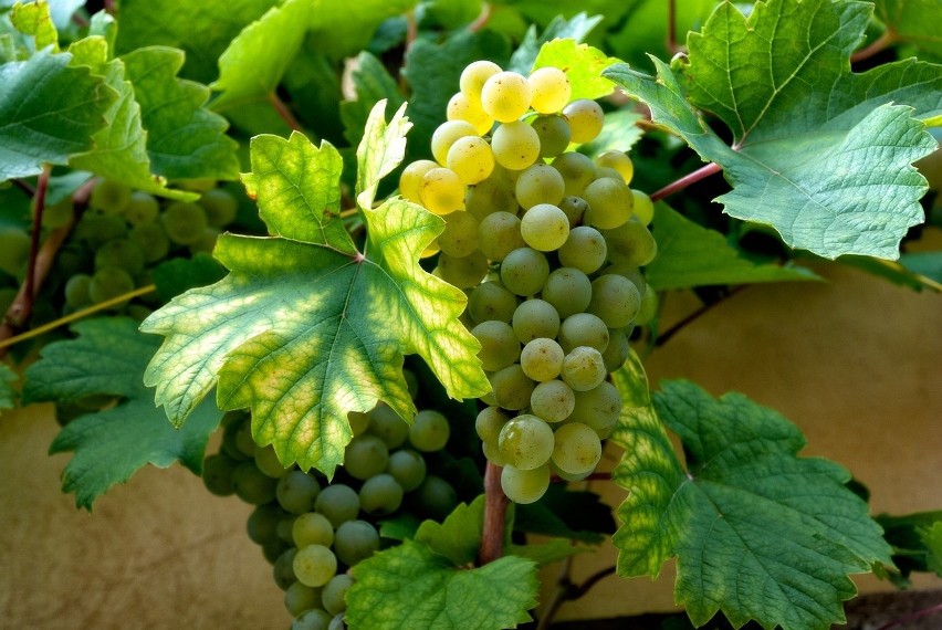 Winogrono

W 100 g zawiera około 67 kcal.