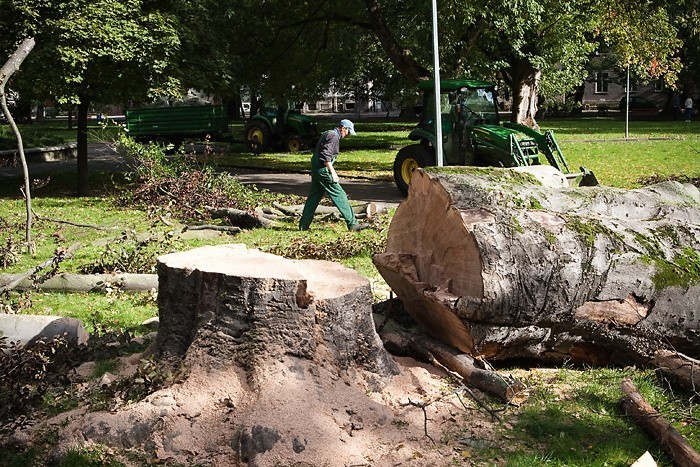 W centrum Słupska ścięto prawie 200-letnie drzewo