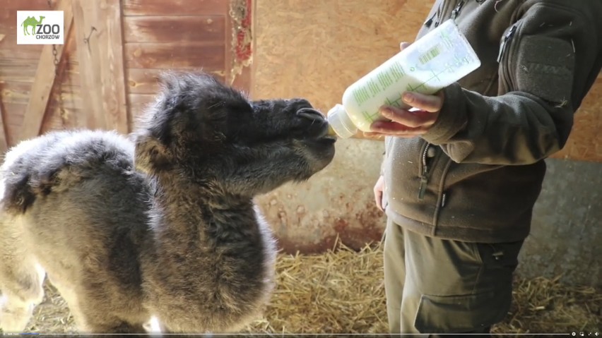 Chorzów. W Śląskim Ogrodzie Zoologicznym urodziła się samiczka wielbłąda. Poznajcie Lolę! Zobaczcie, jak fajnie chochluje mleko z butelki!