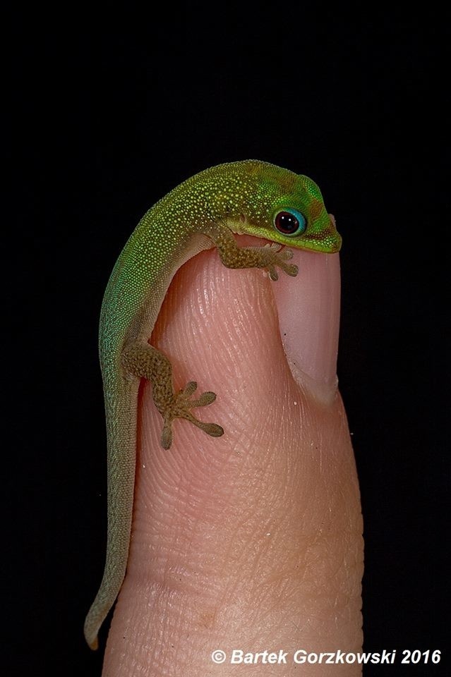 Nowy lokator egzotarium w Schronisku dla Bezdomnych Zwierząt...