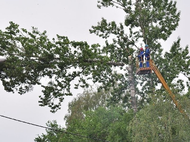 Najwyższe drzewa były ścinane przez pracowników firmy .A.S.A. stopniowo.