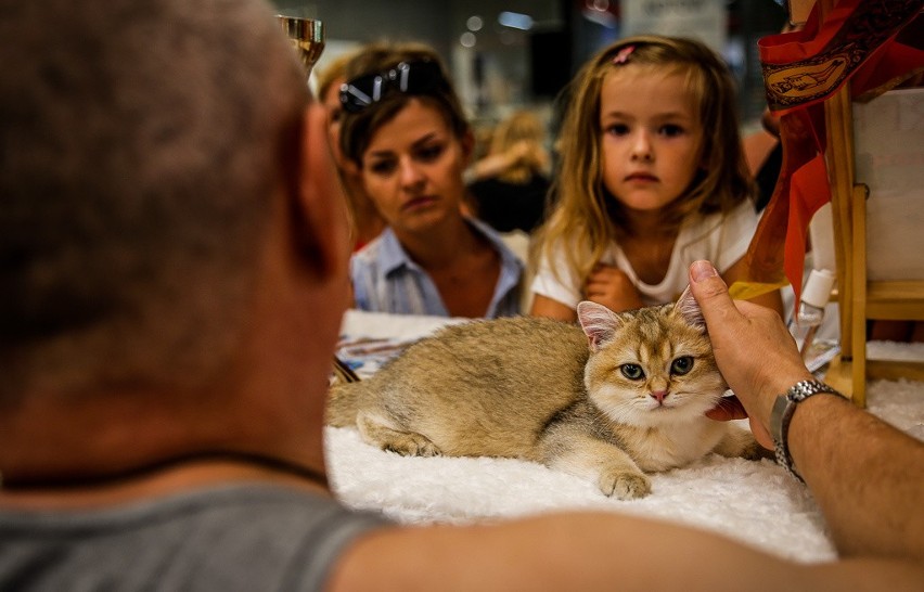 W Galerii Metropolia odbyła się kolejna wystawa kotów...