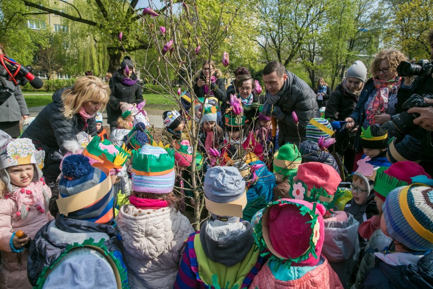 Dni Ziemi 2017 w Krakowie. Przy al. Grottgera zakwitną magnolie 