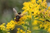 Właśnie kwitnie nawłoć. Piękna jesienna roślina? Uważaj, bo podstępnie przejmuje ogrody, łąki i skwery