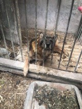 Wolontariusze opolskiego TOZ-u odebrali 10 psów z hodowli w Lewinie Brzeskim. Zwierzęta żyły w skandalicznych warunkach