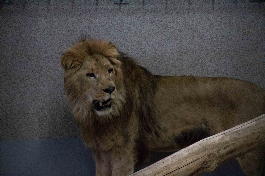 Chorzowskie zoo planuje budowę nowej lwiarni. Chce rozmnażać rzadkie lwy
