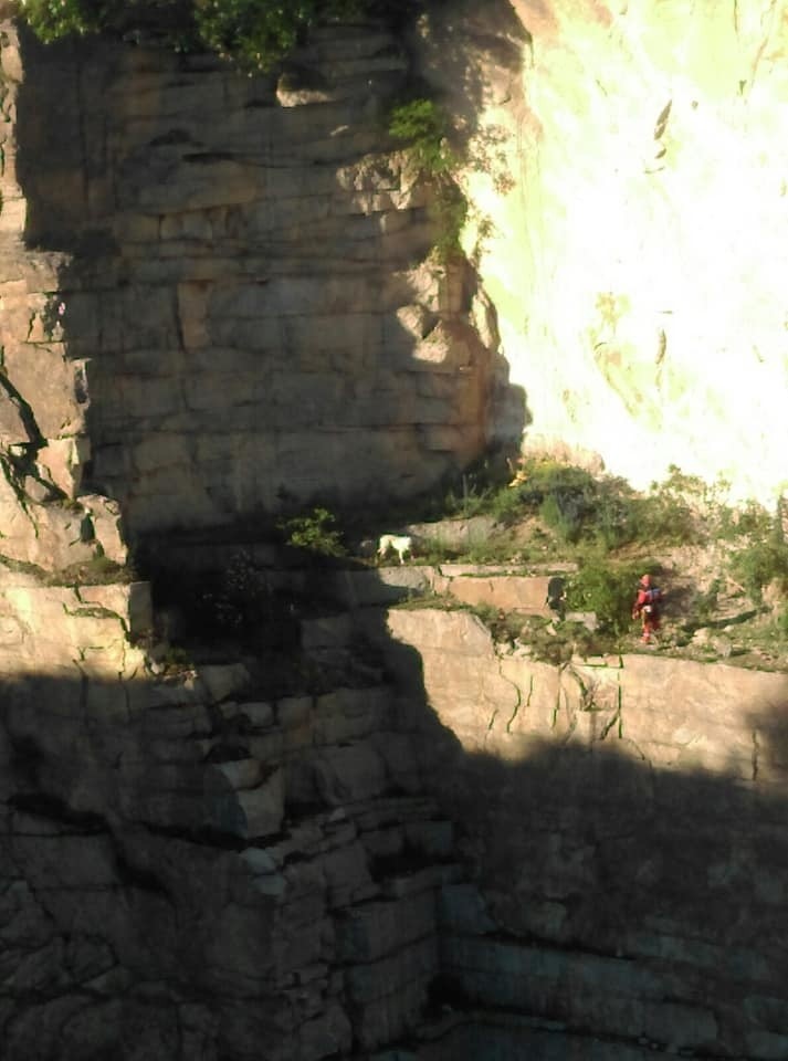 Pies spadł na skalną półkę w kamieniołomie. Uratowali go strażacy