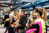 W Hali Targowej w Bydgoszczy odbyły się Targi dla Zwierząt. Zobaczcie, co czekało na właścicieli psów i kotów