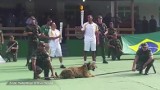 Wojsko zastrzeliło jaguara po ceremonii odpalenia znicza olimpijskiego