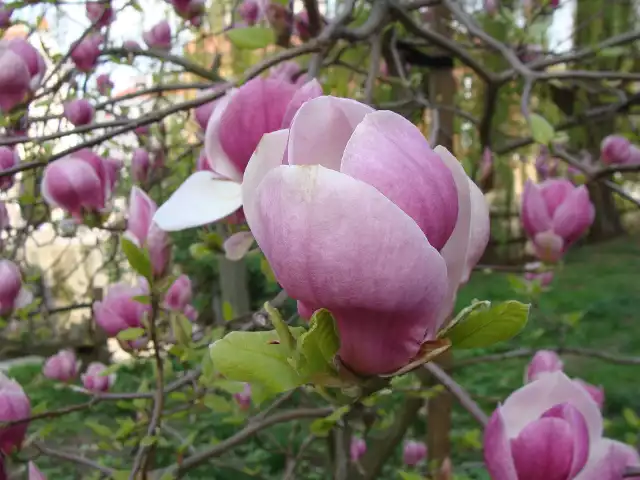 Pamiętajmy, że magnolie muszą mieć podłoże o lekko kwaśnym odczynie. Dlatego trzeba stosować nawozy, które nie tylko dostarczą składniki pokarmowe, ale też zapewnią odpowiedni poziom pH.