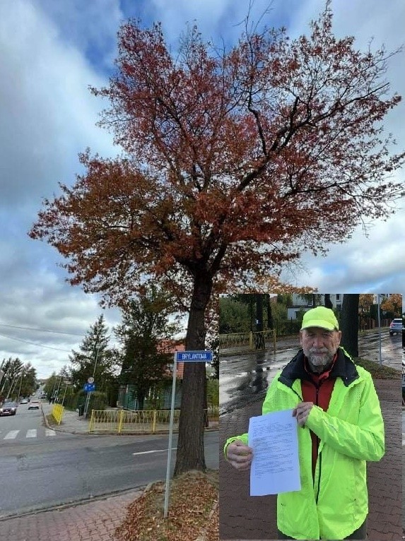 Apelują o ratunek dla czterdziestu drzew, które mają iść pod topór w Bezrzeczu 