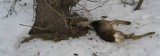 Zima zabija zwierzęta. Czytelnik znalazł cztery sarny rozszarpywane przez ptaki (drastyczne zdjęcia)
