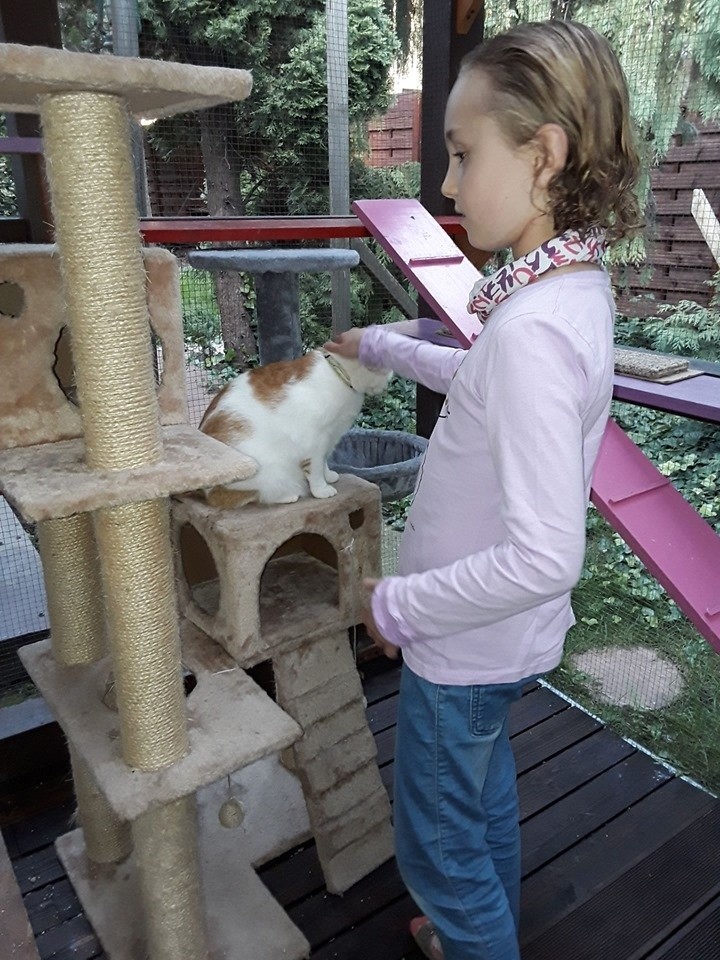 Tarnów. 10-letnia Liwia na urodziny poprosiła o karmę dla zwierząt, zamiast prezentów. Przekazał ją bezdomnym kotom