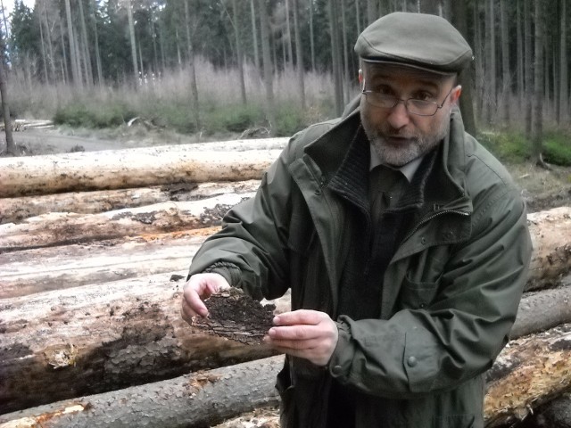 Andrzej Kwarciak, zastepca nadleśniczego z Prudnika, pokazuje drzewa zajęte przez korniki