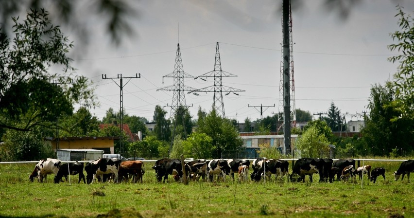 Gm. Dziadkowice – 35 stad pod oceną użytkowości  mlecznej (w...