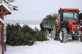 Trwa wycinka drzew na Pustyni Błędowskiej. Wycięte sosny trafią do domów i mieszkań jako drzewka świąteczne. Zobaczcie zdjęcia