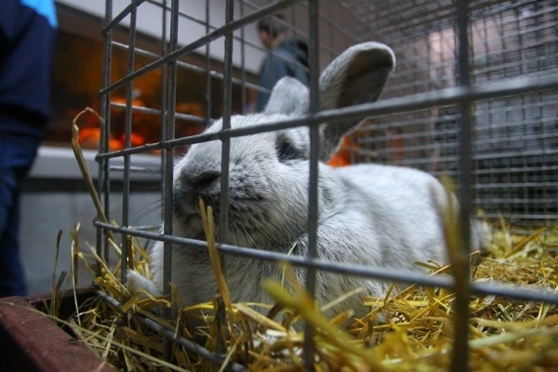 Wystawa królików w palmiarni.