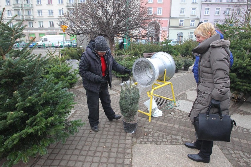 Choinki w doniczkach - o ile mają nieuszkodzoną bryłę...