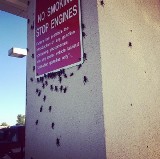 Plaga świerszczy w Oklahomie: Chmary owadów są dosłownie wszędzie! [ZDJĘCIA]