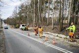 Zaczęły się prace na ulicy Szydłowieciej w Radomiu. Trwa wycinka drzew wzdłuż drogi. Uwaga kierowcy - są utrudnienia w ruchu