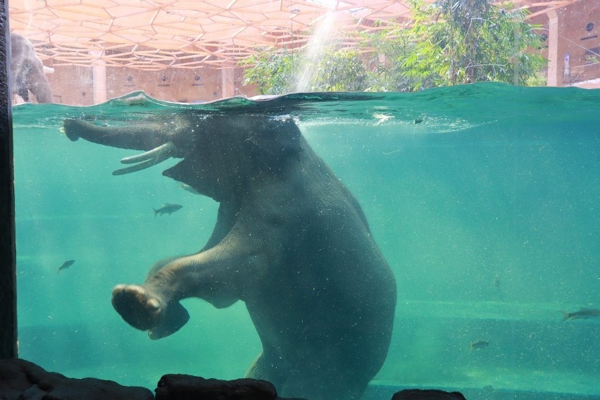 Otwarcie Orientarium w Łodzi. Jakie atrakcje czekają na zwierzających, ile kosztują bilety