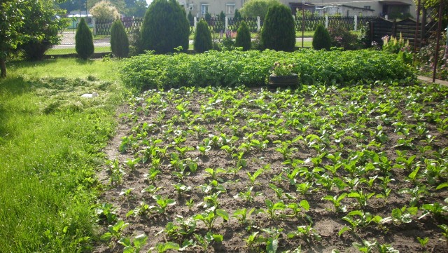 Czerwcowy ogródW czerwcu zawita do nas lato. By zapewnić roślinom odpowiednią pielęgnację pamiętajmy o nawadnianiu ogrodu, wtedy będziemy mieli gwarancję, że zbiory w warzywniaku będą dorodne.
