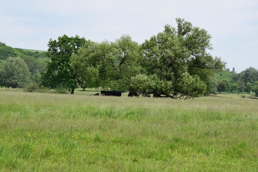 Stado krów w Ciecierzycach w gminie Deszczno