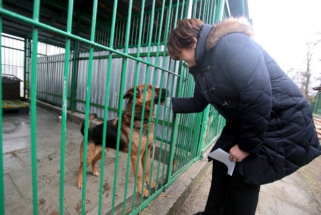 Zmiany w schronisku zafundowali zwierzętom szczecinianie, głosując na projekt złożony do Budżetu Obywatelskiego