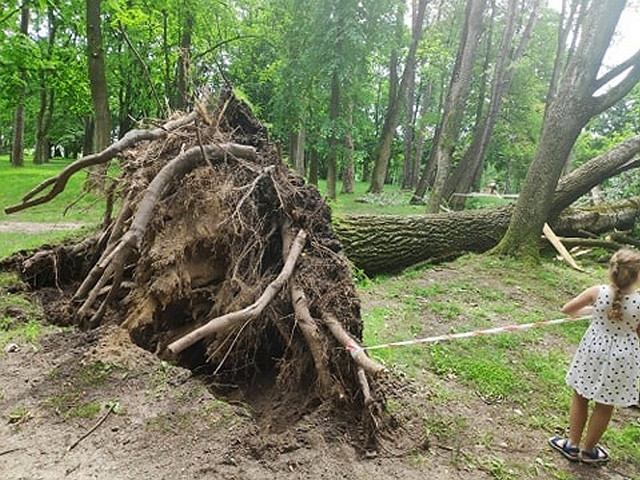 Burza szalała w Białymstoku. Park Zwierzyniecki nawiedziła wichura, łamała drzewa (zdjęcia)