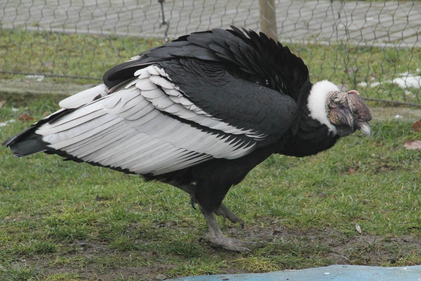 Nie żyje kondor Baltazar. 30 lat życia spędził w gdańskim ogrodzie zoologicznym