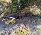 Nieznany sprawca podpalił koci azyl w Bornem Sulinowie