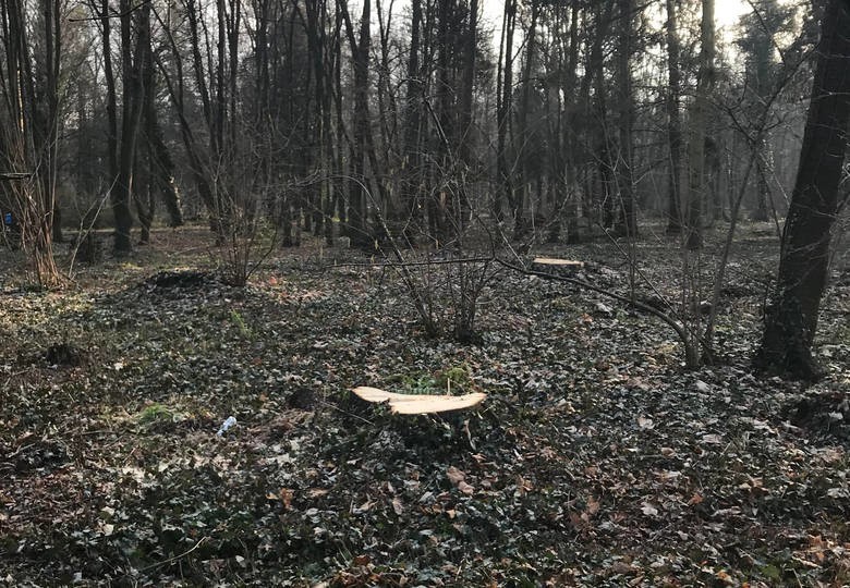 Dyrektorzy Zarządu Zieleni Miejskiej i "Zielonego Departamentu" podali się do dymisji. Za wycinkę drzew w Parku Grabiszyńskim