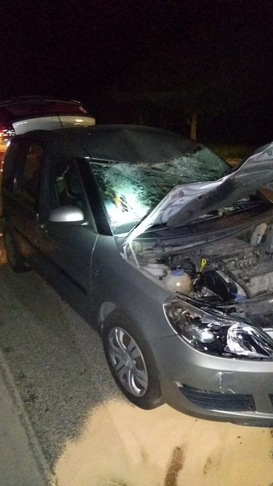 Wypadek w Tokarni. Sarna wyskoczyła wprost pod koła samochodu. Zwierzę nie przeżyło