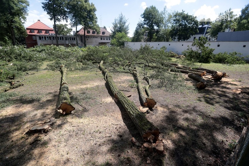 Wycięte drzewa przy ul. Ojca Beyzyma w Szczecinie. Mieszkańcy zaniepokojeni 