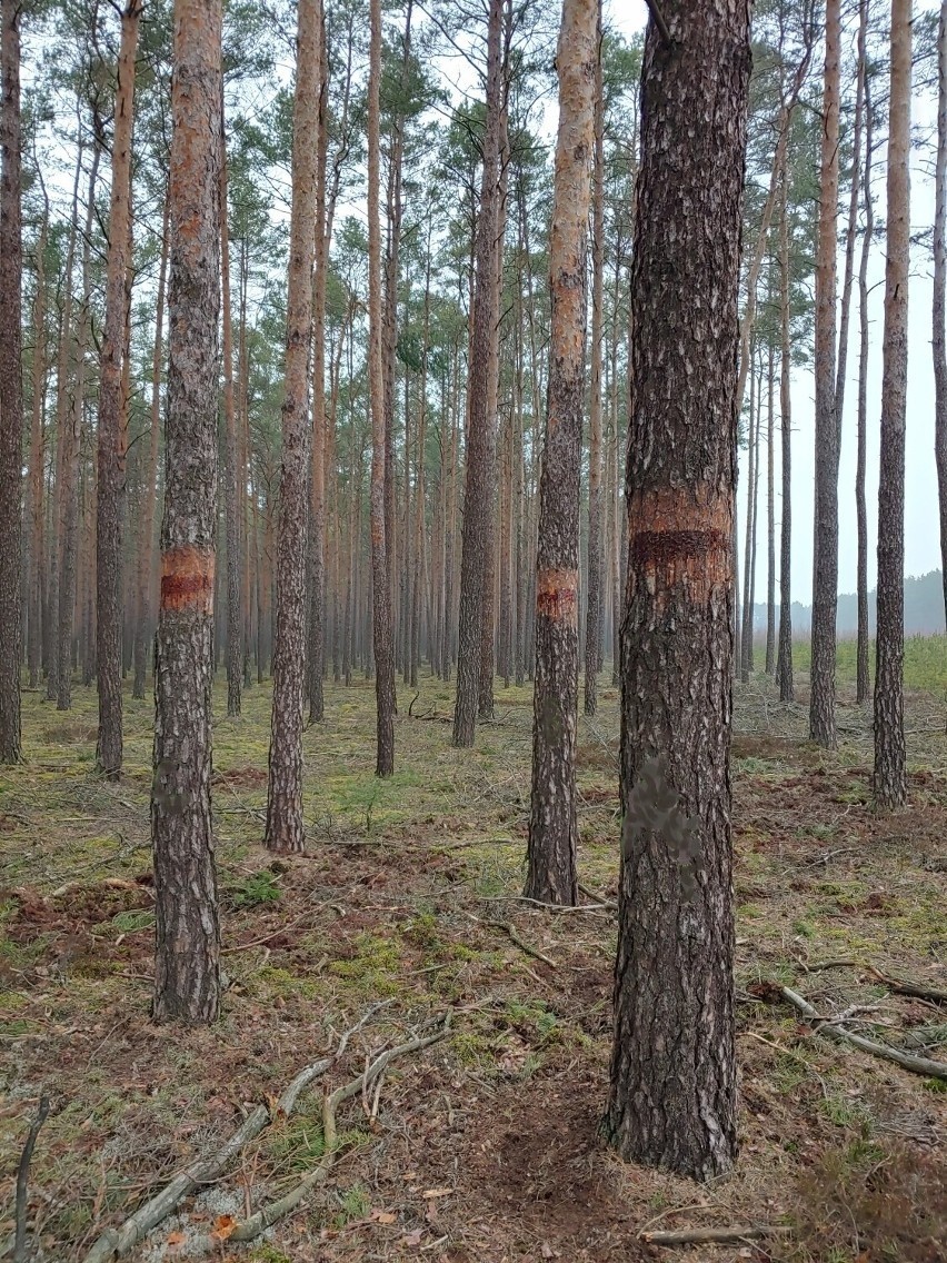 Gąsienice barczatki na lepach.