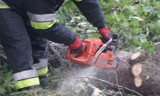 Wichura w Żorach łamała drzewa, porwała kojec psa. Kilka interwencji strażaków