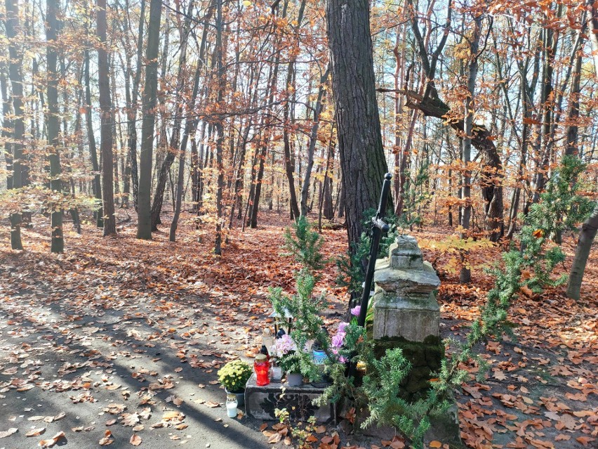 Samotny grobowiec pośród leśnej głuszy w Gliwicach. To pamiątka po cmentarzu cholerycznym w Lesie Łabędzkim. ZDJĘCIA