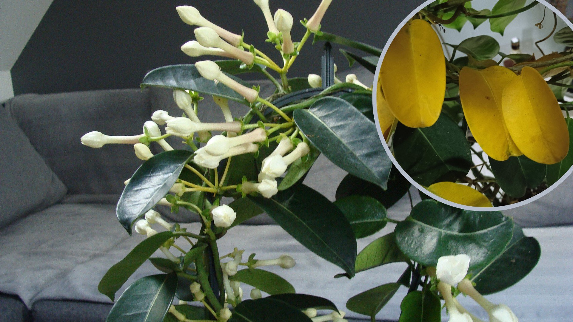 epipremnum pinnatum variegata xxl Epipremnum Pinnatum Variegata – GreenHydrokw main image 1