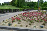 Sandomierski plac Spotkań Rawelin pełen bajecznie kolorowych kwiatów. Poleca się na spacery