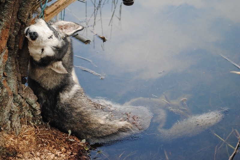 Pies rasy husky był przywiązany do drzewa