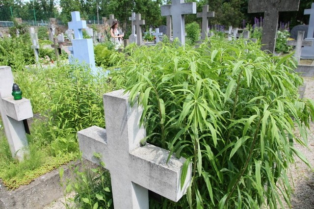 Mogiły nieznanych ofiar zbrodni hitlerowskich na cmentarzu Partyzanckim w Kielcach, zarosły wysokimi roślinami.