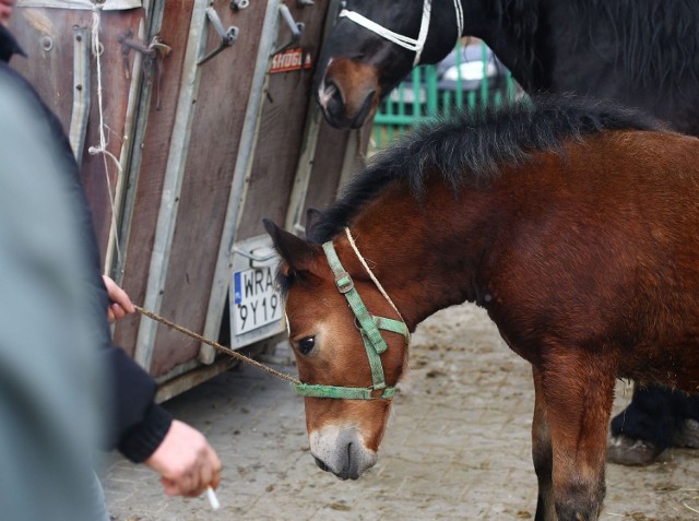 Według pierwszych szacunków, do Skaryszewa przywieziono na Wstępy  ponad 500 koni, To więcej niż przed rokiem.