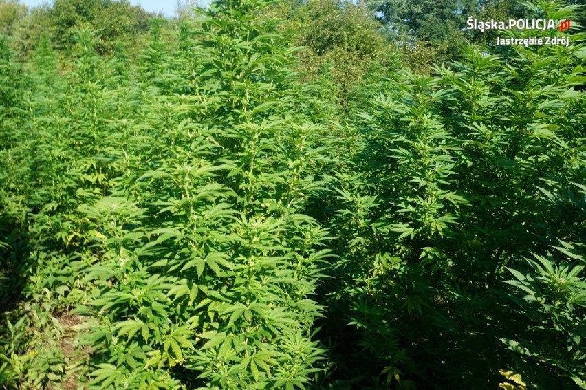 Ogromna plantacja marihuany w lesie. Blisko 300 krzewów
