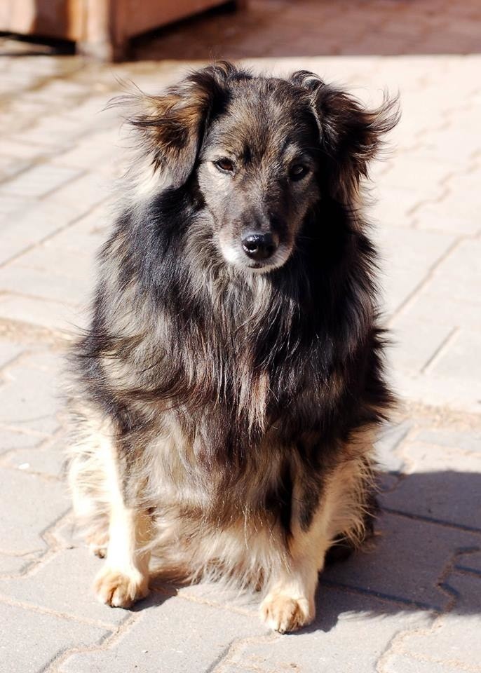 Piękne psy do adopcji w schronisku dla zwierząt w Skierniewicach ZDJĘCIA
