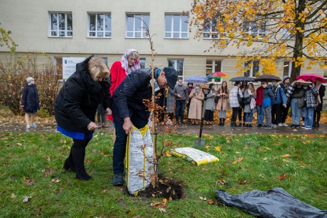 W czwartek, 4 listopada, przed PZSM w Bydgoszczy miało miejsce uroczyste sadzenie buku im. Artura Rubinsteina.