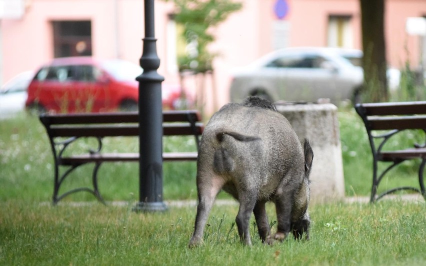 Dziki widywane są nie tylko na Osowej Górze, ale napotkać je...